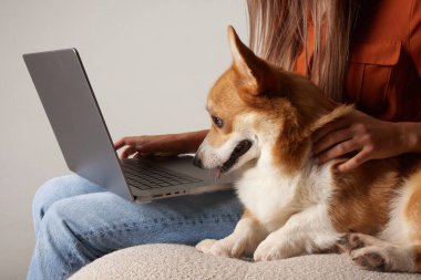 Genç bir kadın evde köpeğinin yanındaki dizüstü bilgisayarda çalışıyor. Ev köpeği dizüstü bilgisayara bakıyor, hayvanları seviyor.