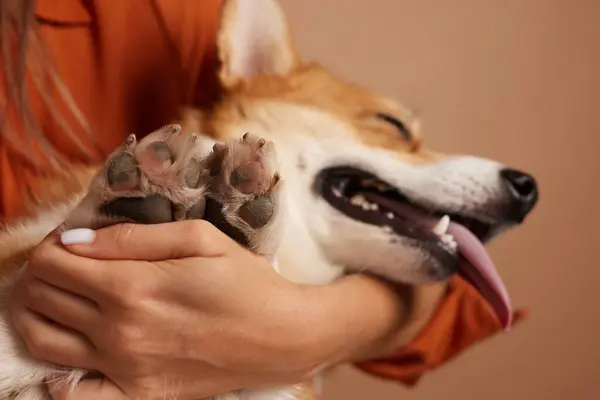 Corgi dog\'s paw close-up is held by a girl, grooming salon