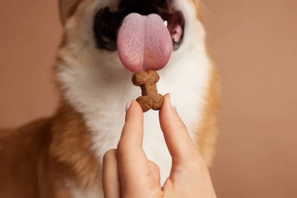 dog food in the shape of a bone close-up on a dog\'s tongue, happy dogs concept