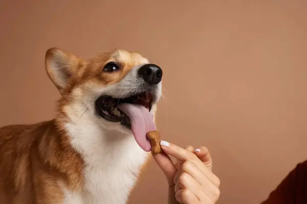 dog food in the shape of a bone close-up in the hand of a girl with a corgi dog, happy dogs concept