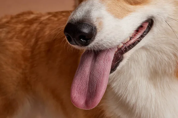 dog licks itself close-up and waits for tasty food on a clean beige background, love for animals