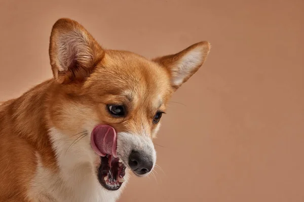 Pes Olizuje Zblízka Čeká Chutné Jídlo Čistém Béžovém Pozadí Láska — Stock fotografie