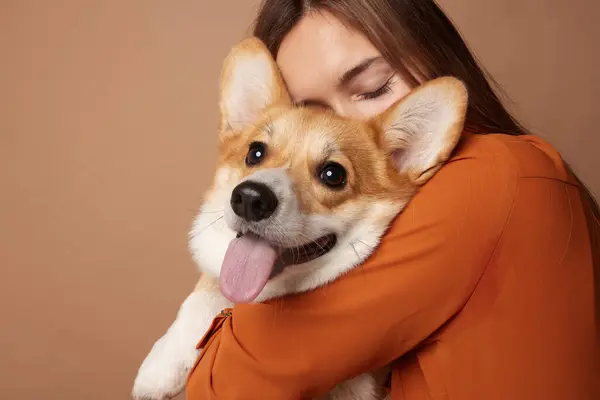 Pembroke Welsh Corgi 'ye sarılan bir kız stüdyoda bej rengi temiz bir arka planda, hayvanları seviyor.