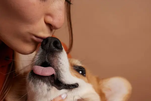 Kız Galli bir Corgi köpeğinin burnunu öpüyor, hayvan sevgisi konsepti.
