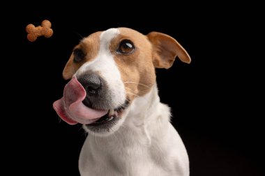 Güzel köpek Jack Russell Terrier dudaklarını yalıyor. Siyah bir arka planda yemek bekliyor. Bir köpeğin portresi.