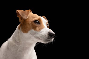 Güzel köpek Jack Russell Terrier siyah arka planda, köpek portresi