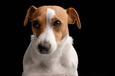 Üzgün köpek Jack Russell terrier, mutsuz köpek siyah arka planda, gücenmiş köpek