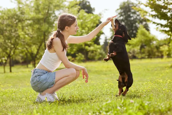 Genç bir kız, güneşli bir günde parkta dachshund köpeği eğitiyor, kemikli bir köpek.