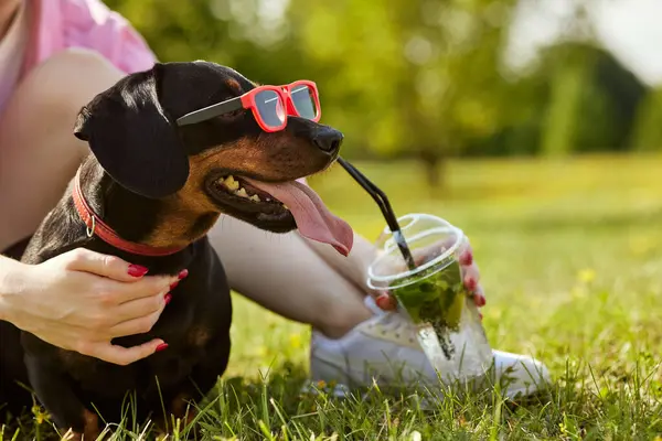Güneş gözlüklü köpek sıcak bir günde ferahlatıcı bir kokteyl içer, sıcak yaz konsepti.