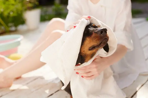 Bir kız duştan sonra havluyla köpeğini siler.