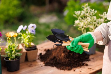 Bahçıvanın eli bahçe aletleri seti, bahçıvanlık konsepti.