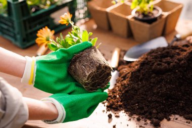 Bahçıvan bahçeye çiçekler yakın plan, bahçe bakımı, bahçıvanlık konsepti