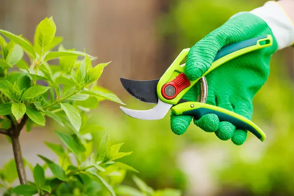 gardener trims a bush with garden shears and plant pruning shears, gardening concept
