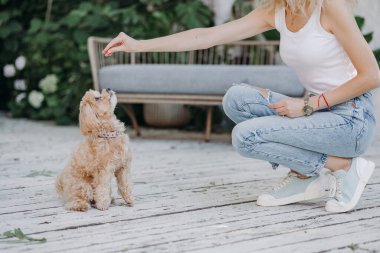 Genç bir kız parkta maltipoo köpeğini tedavi ediyor. Köpek eğitimi konsepti, maltipu köpek.