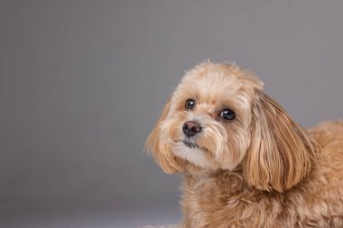 Boş beyaz arka planda Maltipoo köpek portresi, mutlu köpek konsepti