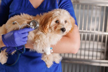 Veteriner, veteriner kliniğinde köpek ve stetoskop tutuyor, hasta hayvanlara bakıyor.