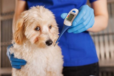 The veterinarian examines the dog and takes the temperature, providing emergency medical care to animals clipart