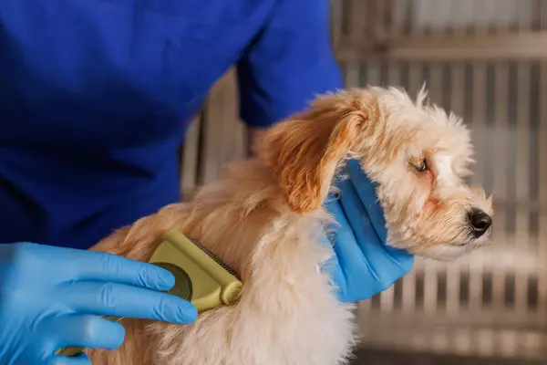 doctor veterinarian combs the dog\'s hair with a special brush, comb for animals, animal care
