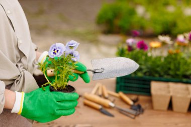 Bahçıvan bahçeye çiçekler yakın plan, bahçe bakımı, bahçıvanlık konsepti