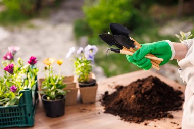Bahçıvan bahçeye çiçekler yakın plan, bahçe bakımı, bahçıvanlık konsepti