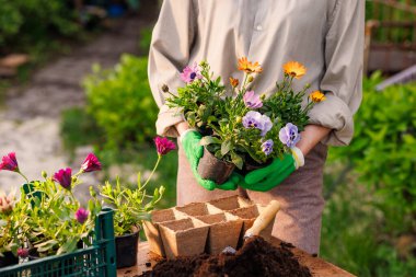 Bahçıvan bahçeye çiçekler yakın plan, bahçe bakımı, bahçıvanlık konsepti