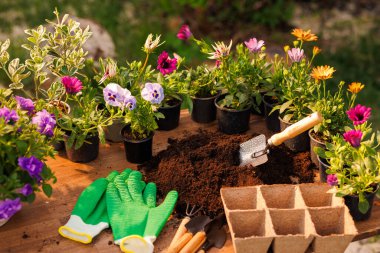 Bahçıvan bahçeye çiçekler yakın plan, bahçe bakımı, bahçıvanlık konsepti