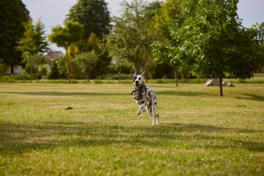 Parktaki yeşil çimlerde koşan Dalmaçyalı bir köpeğin portresi.