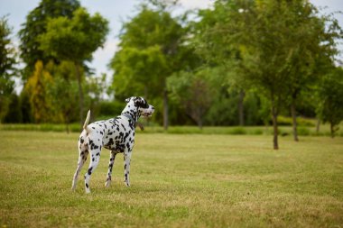 portrait of a Dalmatian dog in the park on a sunny day. dog care concept clipart