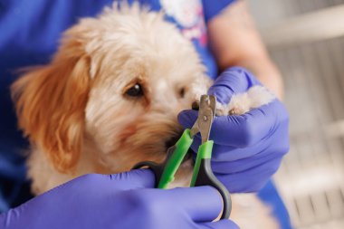 Veteriner klinikte evcil köpeklerin tırnaklarını kesiyor.