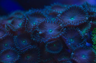 Deniz yumuşak mercanı Zoanthus makro fotoğraf, seçici odak