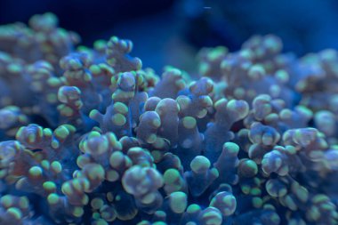 Deniz mercanı Euphyllia makro fotoğrafı, seçici odak