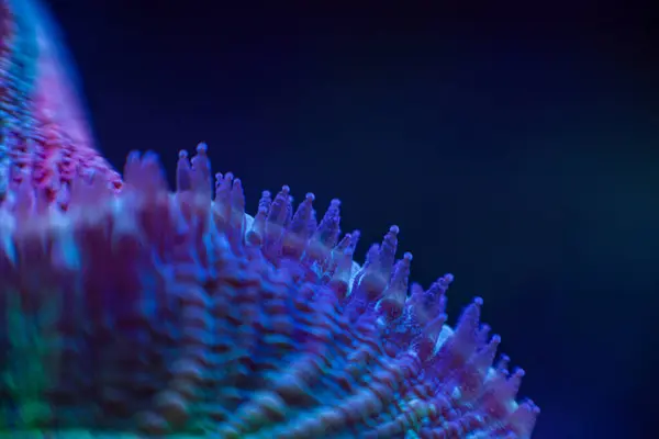 stock image marine LPS coral Trachyphyllia, Lobophyllia macro photo, selective focus