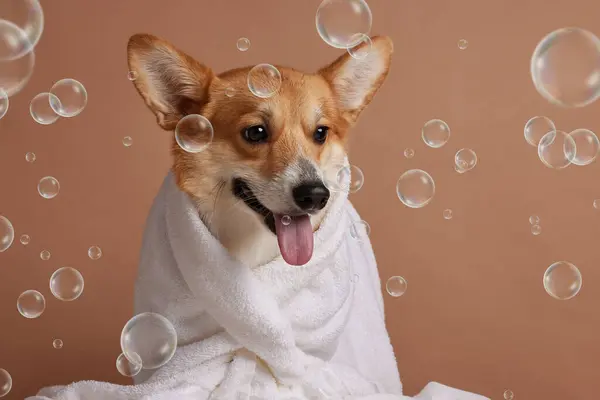 Köpekler için banyo, bakım ve prosedürlerden sonra havluya sarılmış corgi köpeği.