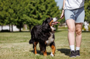 Bernese Dağ Köpeği sahibi ile birlikte çimlerde koşar, köpek eğitimine gider.