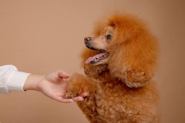 Bir insan, bir kaniş, bir sevgi jesti ve köpek arkadaşı arasında bir bağ kuruyor.
