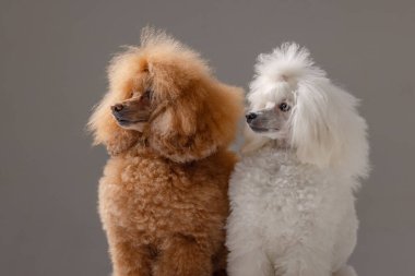 İki büyüleyici kaniş kahverengi bir arka fonun önünde yan yana duruyorlar.