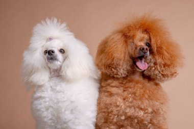 İki büyüleyici kaniş kahverengi bir arka fonun önünde yan yana duruyorlar.