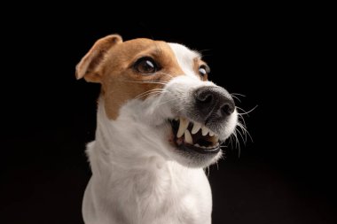 Sinirli köpek Jack Russell Terrier siyah arka planda, saldırgan köpek