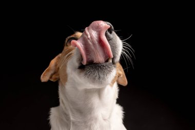 Tatmin olmuş köpek Jack Russell Terrier 'ı yalıyor. Lezzetli yiyeceklere aç hayvan ve susuzluk. Siyah arkaplan