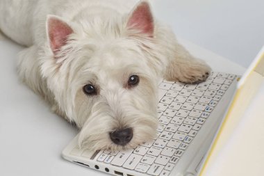 Beyaz arka planda kırmızı papyonlu West Highland Terrier köpeği oturuyor. Yüksek kalite fotoğraf