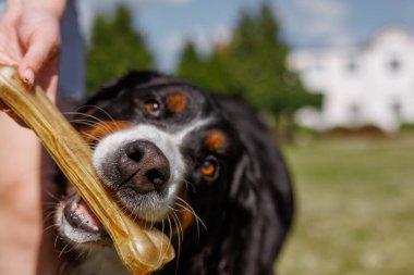 Bir köpek açık mavi gökyüzünün altında mutlu bir şekilde kemiğini kemiriyor, açık havanın ve etkileşimin tadını çıkarıyor.