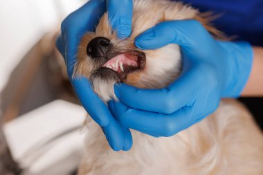 Veteriner doktor köpeğin dişlerini yakından kontrol eder, hayvanlar için diş tedavisi, profesyonel veterinerlik kliniği