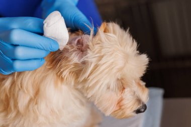 Veteriner doktor köpeğin kulağını siliyor, hayvan hastalıklarının tedavisi, profesyonel veterinerlik kliniği