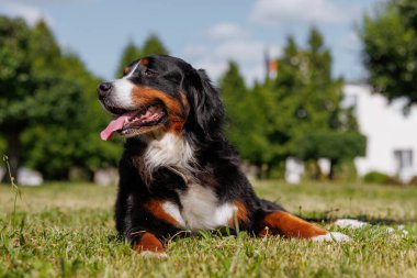 Büyük, güzel bir köpeğin portresi dili gökyüzüne doğru sarkmış, Bernese Dağı Köpeği tabanı, hayvani manzarayı seviyor.