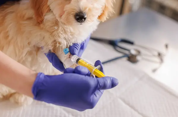 Bir veteriner köpeğin pençesine şırınga enjekte eder, hayvanlar için acil bakım, profesyonel veterinerlik kliniği