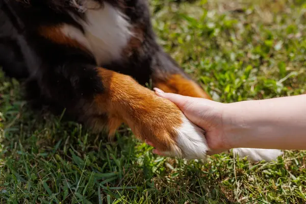 Bir kadın nazikçe köpeğin pençelerine dokunuyor. İkisi de çimenlerde rahatlıyor.