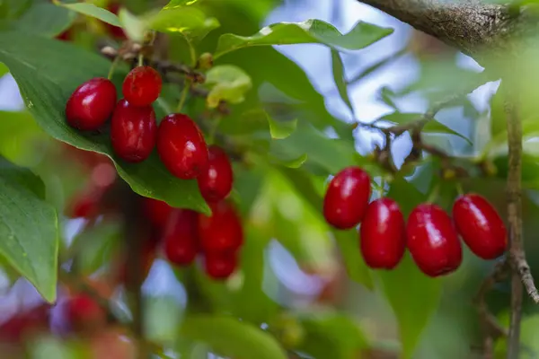 stock image dogwood berry on a tree close-up,healthy berries and fruits concept