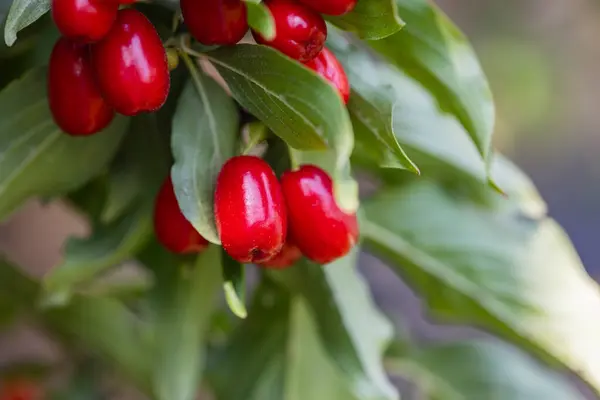 Stock image dogwood berry on a tree close-up,healthy berries and fruits concept