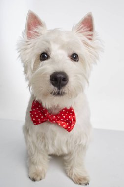 Beyaz arka planda kırmızı papyonlu West Highland Terrier köpeği oturuyor. Yüksek kalite fotoğraf