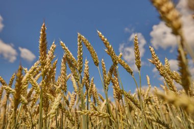 Mavi gökyüzüne karşı hasat öncesi olgun buğday tarlası, ekmek üretim konsepti, seçici odaklanma